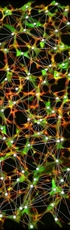 Robustness in the Reticular Cell Network