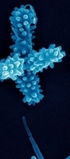 The Astounding Diversity of Bacterial Shape
