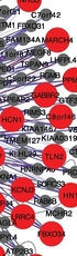 Autism: Disruption of Recently Evolved Synaptic Gene Expression